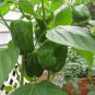 Organic Green Bell Sweet Pepper 40 Seeds