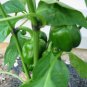 Organic Green Bell Sweet Pepper 40 Seeds