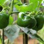 Organic Green Bell Sweet Pepper 40 Seeds