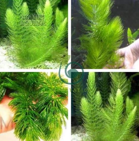 Ceratophyllum Aquarium Grass Ornamental 1000 Seeds