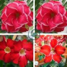 Desert Rose Adenium Rose Red Single Petal Flowers 4 Seeds