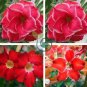 Desert Rose Adenium Rose Red Single Petal Flowers 4 Seeds