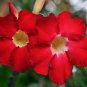 Desert Rose Adenium Rose Red Single Petal Flowers 4 Seeds
