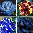 Rose  - White and Blue Bi-Colors 400 Seeds