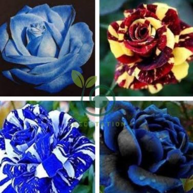 Rose  - White and Blue Bi-Colors 400 Seeds