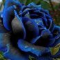Rose - White and Blue Bi-Colors 400 Seeds