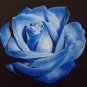 Rose - White and Blue Bi-Colors 400 Seeds