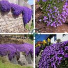 Creeping Thyme  Rock CRESS Plant - Purple Flowers F1 400 Seeds