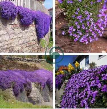 Creeping Thyme  Rock CRESS Plant - Purple Flowers F1 400 Seeds