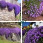 Creeping Thyme  Rock CRESS Plant - Purple Flowers F1 400 Seeds