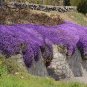 Creeping Thyme  Rock CRESS Plant - Purple Flowers F1 400 Seeds