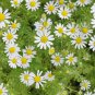 Aromatic plants Fruity Aroma Chamomile 100 Seeds
