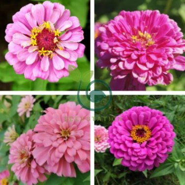 Pink Beautiful Zinnia 120 Seeds