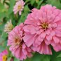 Pink Beautiful Zinnia 120 Seeds