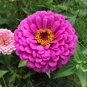 Pink Beautiful Zinnia 120 Seeds