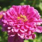 Pink Beautiful Zinnia 120 Seeds