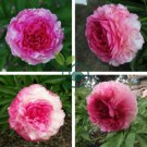 'Rose Heart' Peony Flower 10 Seeds