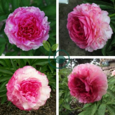 'Rose Heart' Peony Flower 10 Seeds
