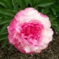 'Rose Heart' Peony Flower 10 Seeds