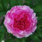 'Rose Heart' Peony Flower 10 Seeds