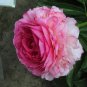 'Rose Heart' Peony Flower 10 Seeds