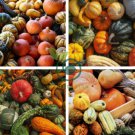 Interesting Ornamental Pumpkin Fruit 20 Seeds