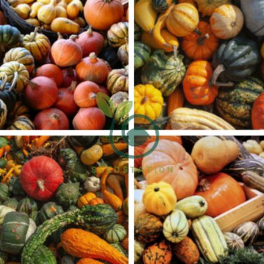 Interesting Ornamental Pumpkin Fruit 20 Seeds