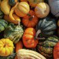 Interesting Ornamental Pumpkin Fruit 20 Seeds