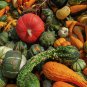 Interesting Ornamental Pumpkin Fruit 20 Seeds