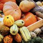Interesting Ornamental Pumpkin Fruit 20 Seeds