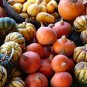 Interesting Ornamental Pumpkin Fruit 20 Seeds