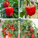 Anatolian Tulip Ornamental Pepper 40 Seeds