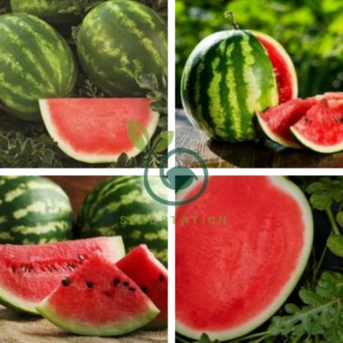 Big Long Red Sweet Seedless Watermelon Organic Heirloom 40 Seeds