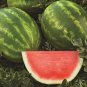 Big Long Red Sweet Seedless Watermelon Organic Heirloom 40 Seeds