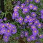 New York Aster Flower 100 Seeds
