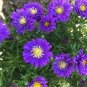 New York Aster Flower 100 Seeds