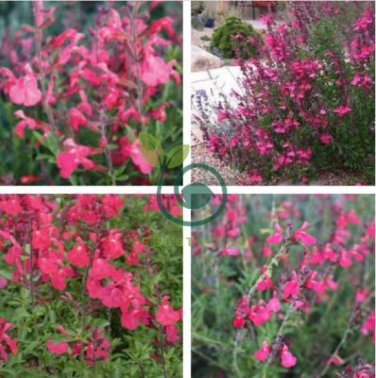 Pink Butterfly Sage Flowers 100 Seeds