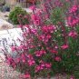 Pink Butterfly Sage Flowers 100 Seeds