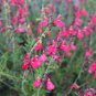 Pink Butterfly Sage Flowers 100 Seeds
