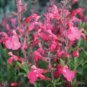 Pink Butterfly Sage Flowers 100 Seeds