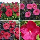 Hibiscus Moscheutos Flower 50 Seeds