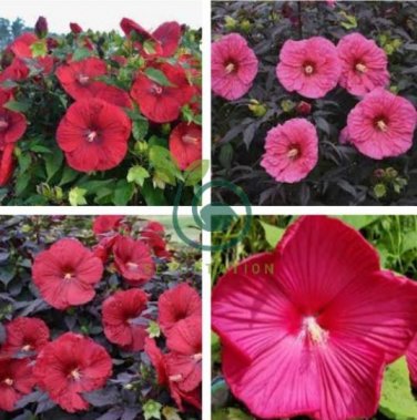 Hibiscus Moscheutos Flower 50 Seeds