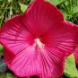 Hibiscus Moscheutos Flower 50 Seeds