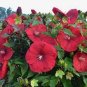 Hibiscus Moscheutos Flower 50 Seeds