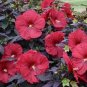 Hibiscus Moscheutos Flower 50 Seeds