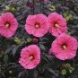 Hibiscus Moscheutos Flower 50 Seeds