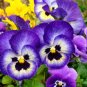 Perennial Small Flower Pansy 60 Seeds