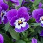 Perennial Small Flower Pansy 60 Seeds