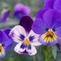 Perennial Small Flower Pansy 60 Seeds