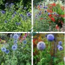 Beautiful Blue Thistle Flower 100 Seeds